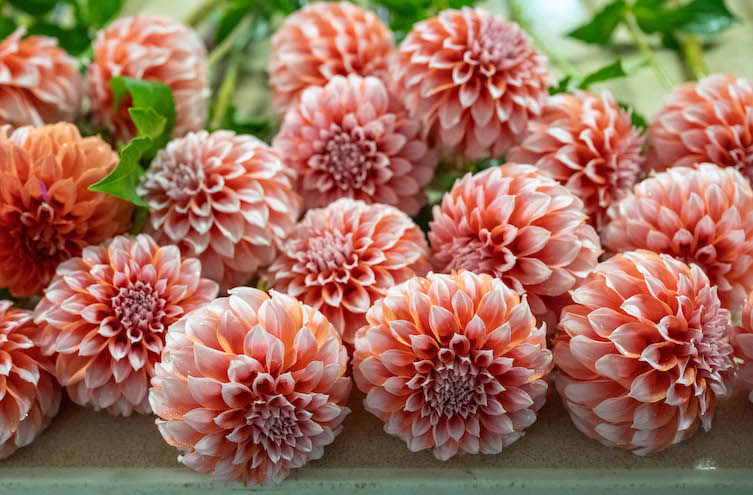 Why I Don't Subscribe to the Symbolism of Flowers