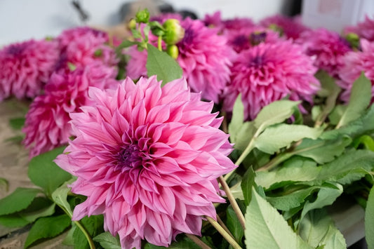 The Simplicity of Direct Planting Dahlia Tubers