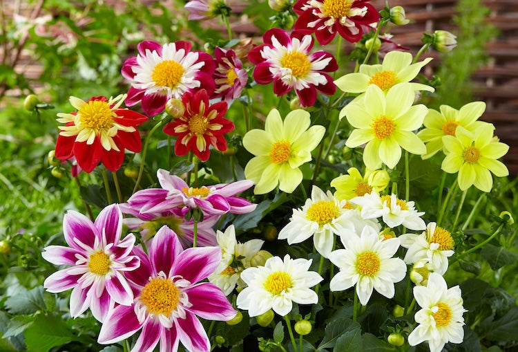 A Tale of Two Dahlias: Tubers and Seeds