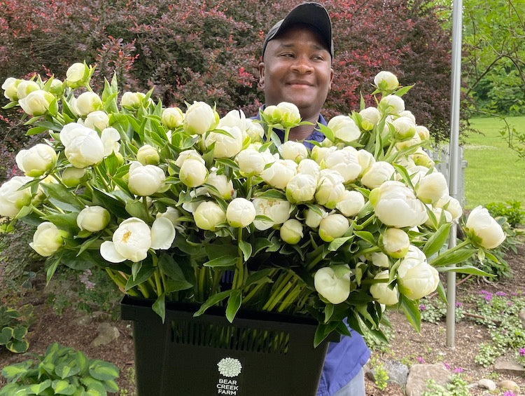 Tending Peonies - A Basic Grower's Guide