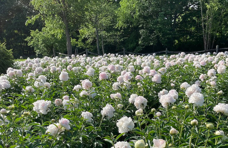 Don't Squeeze the Bud: Three Ways to Extend the Life of Your Cut Peony