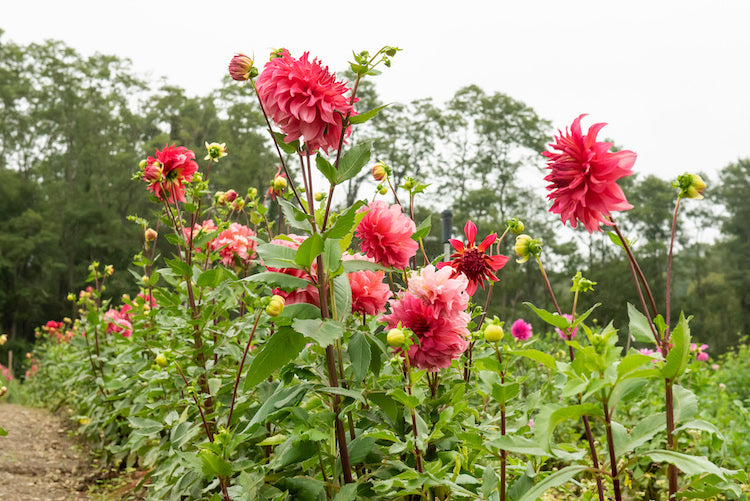 Planning Your Flower Garden in Mid-Winter