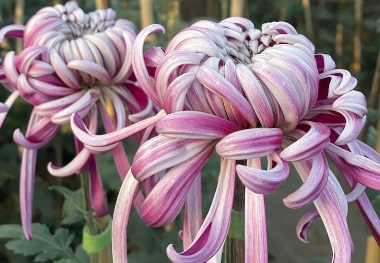 A Season That Tests the Bloom: Heat and the Mums
