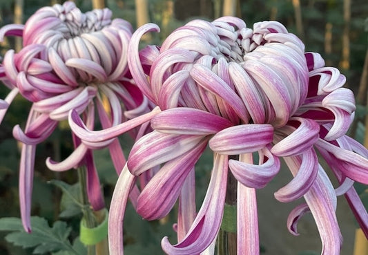 A Season That Tests the Bloom: Heat and the Mums