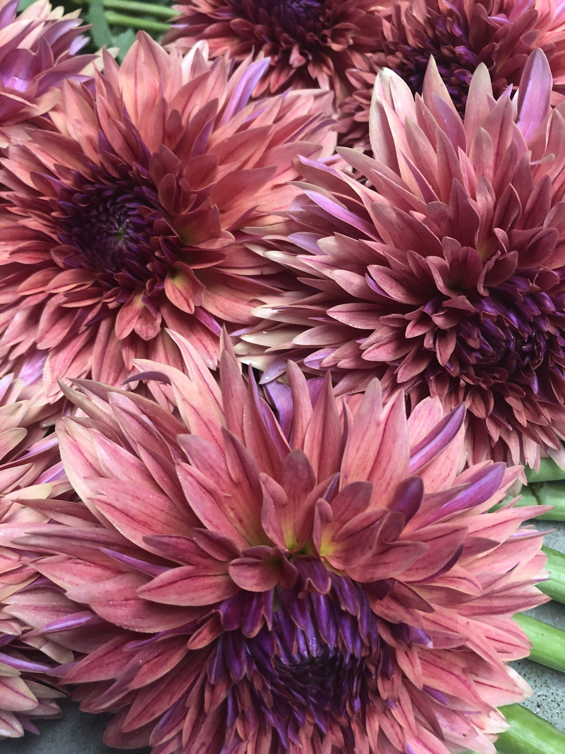 The Bloom is Ever Present on the Dahlia
