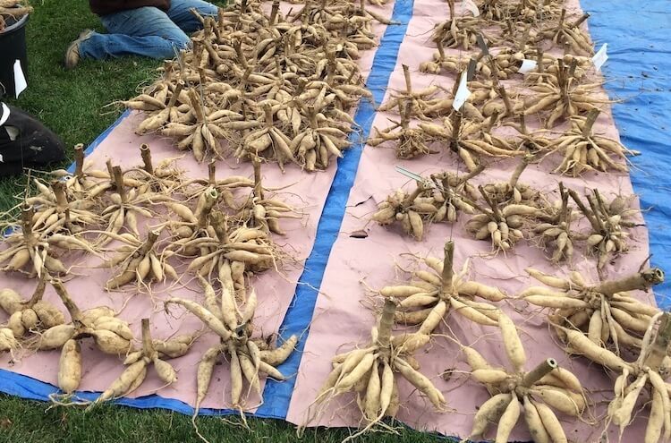 Does Country of Origin Matter for Dahlia Tubers?