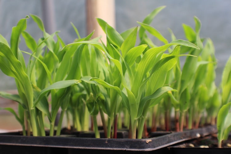 The Ins and Outs of Seeding