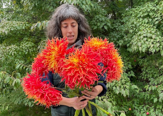 A Guide for When Dahlias Don’t Behave as Expected