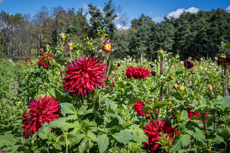 Flower Farming: Understanding Risk as Net Positive