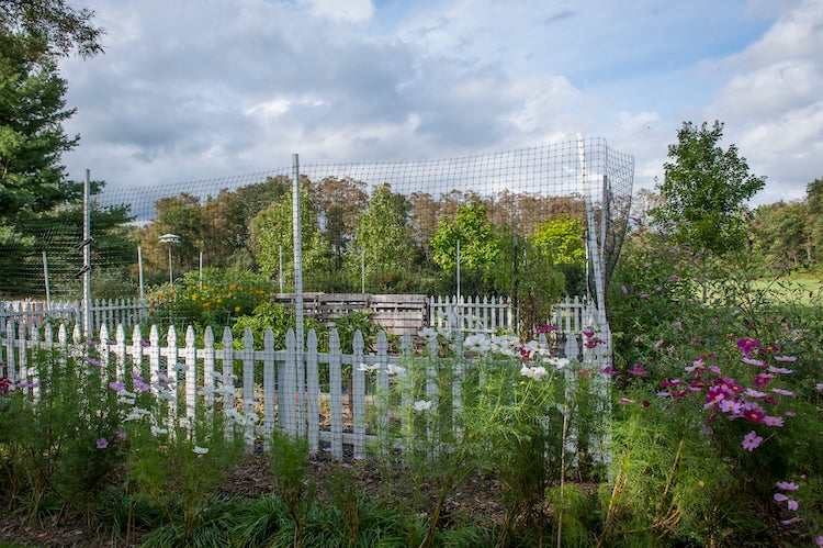 Cultivating Nature's Unruly Beauty: The Art of Wild Gardening
