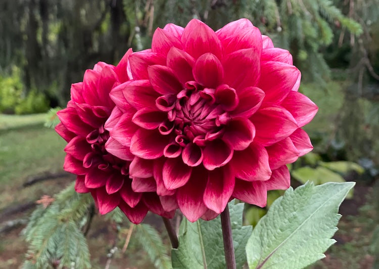Dahlia Spacing: Why Plant Distance Matters More Than You Think  Bear Creek  Farm