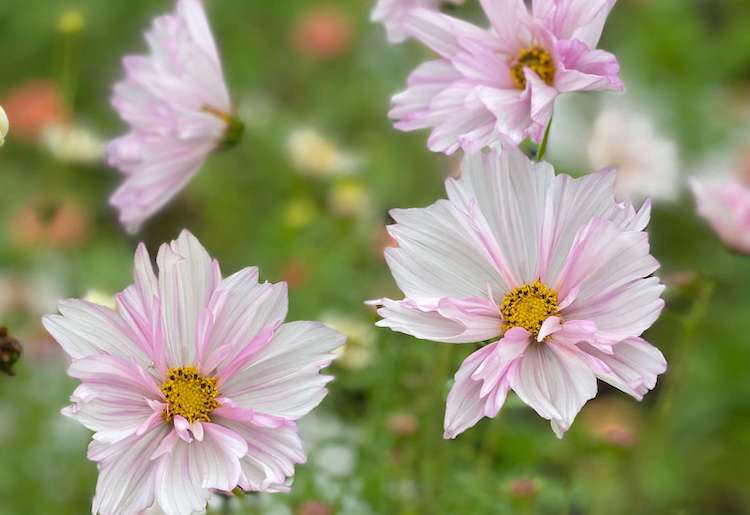 Trusting Your Intuition: Learning to Speak Fluent Flower