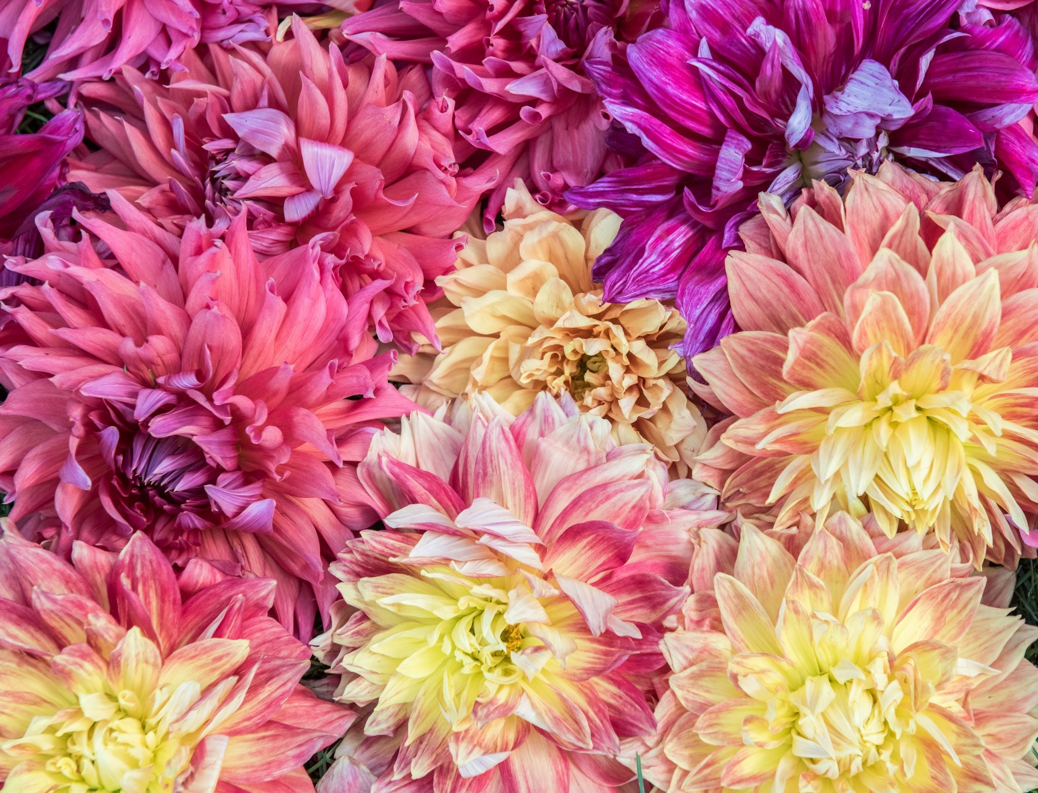 The Curative Power of Flowers – Bear Creek Farm