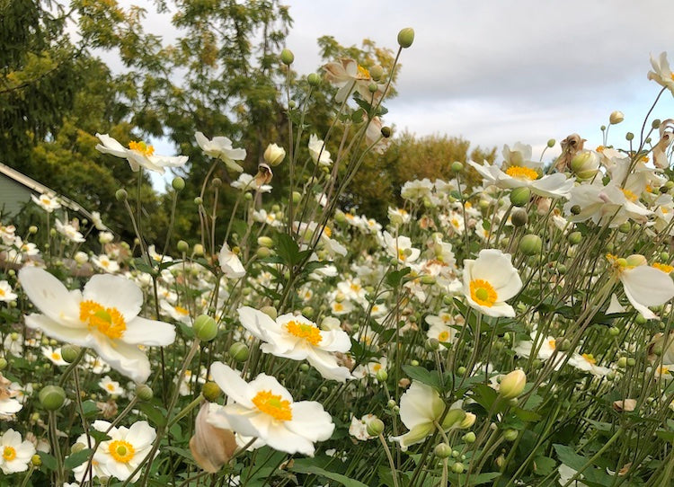 Aphids, Spiders and Mites, Oh My: How to Grow Flowers without Chemical Treatments