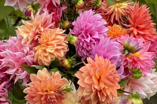 Dahlias: A How-To Guide from Beginning to End and then Beginning Again