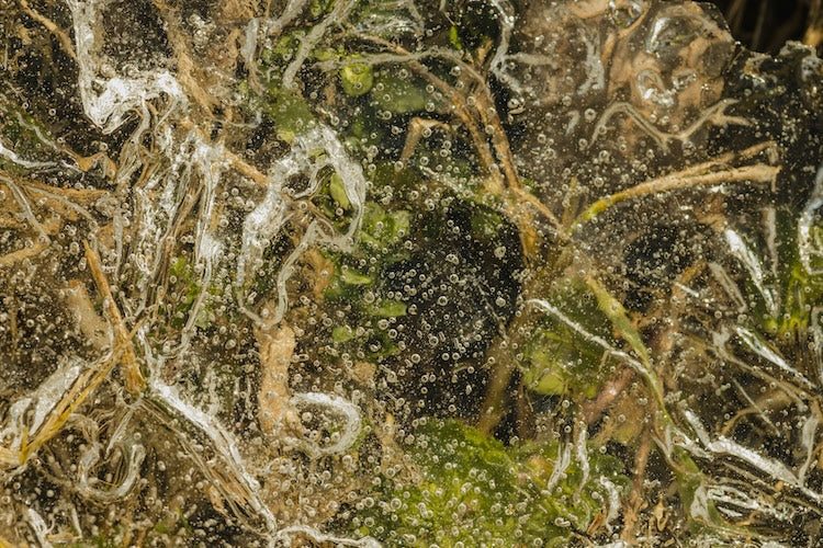 The Wood Wide Web: Nature's Hidden Network Beneath Our Feet
