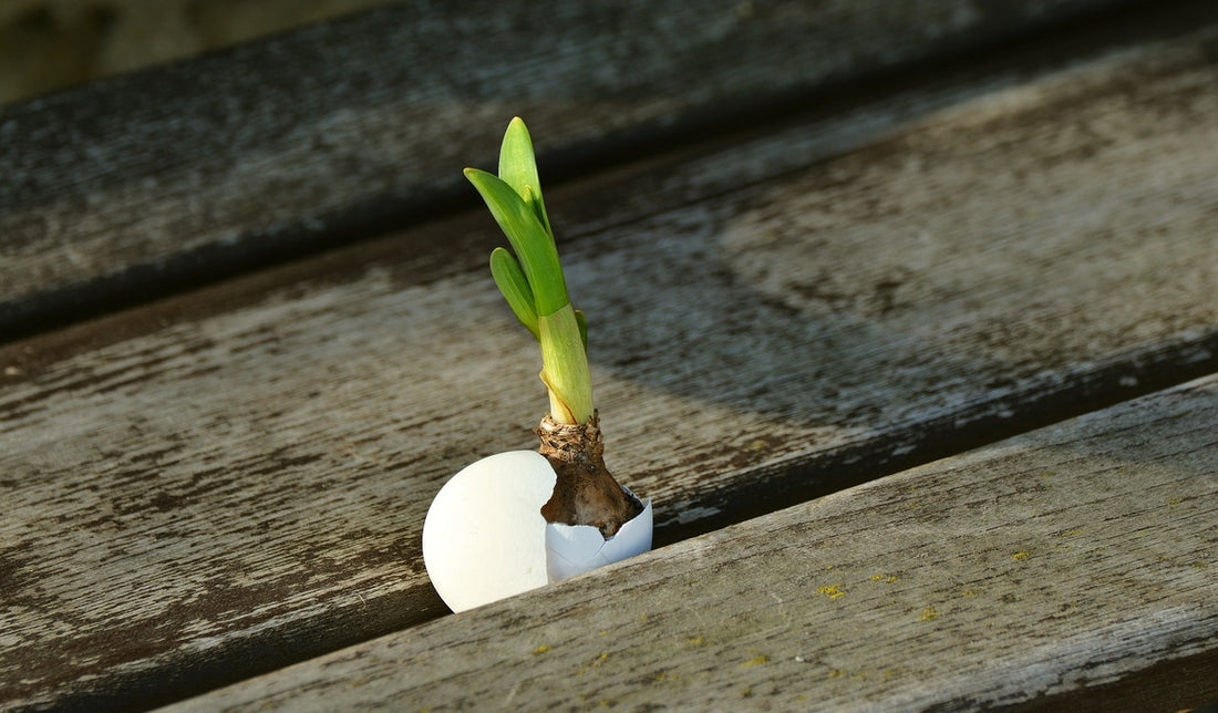 Reap (Most of) What You Sow by Sowing Seeds Indoors
