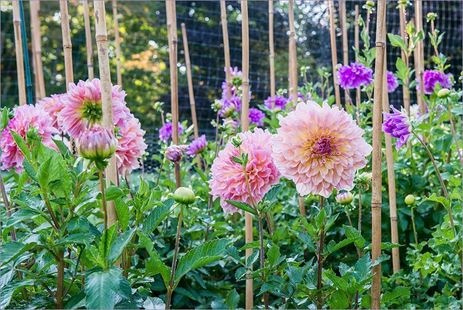 Instagram Tips from Bear Creek Farm for Better Homes & Gardens