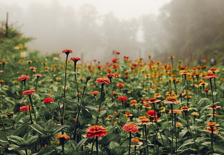 Making Real the Nature Fix