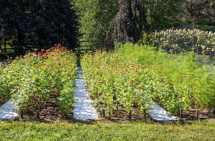 Nature's Artistry Woven by Annual Summer Seeds