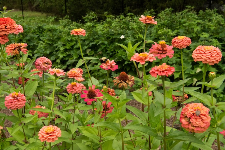 zinnias in field