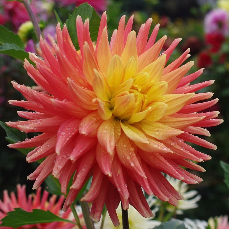 Hollyhill Donatello Dahlia