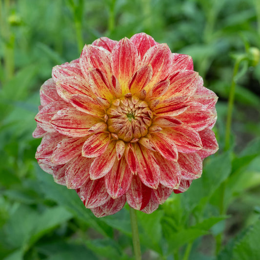 Jowey Brochant Dahlia