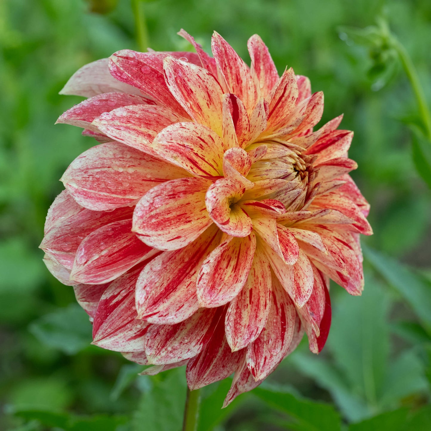 Jowey Brochant Dahlia