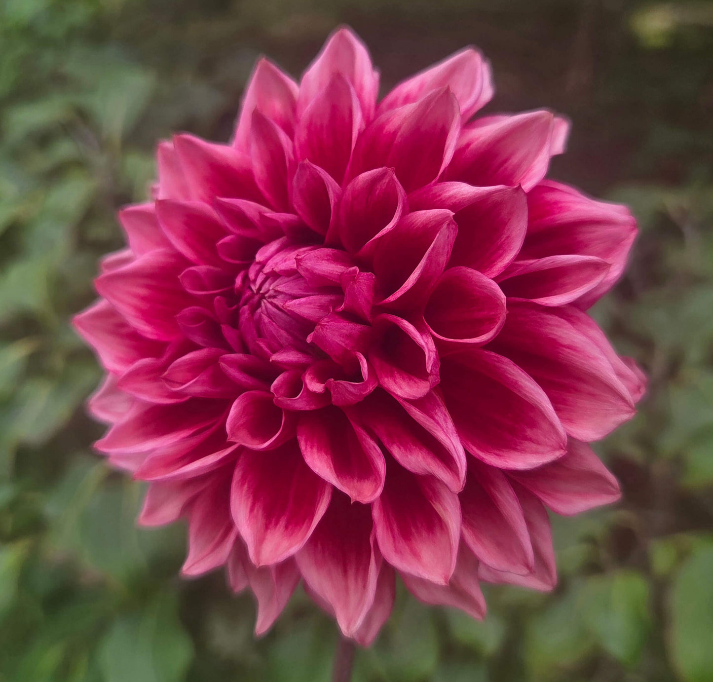 Bloomquist York Tuber