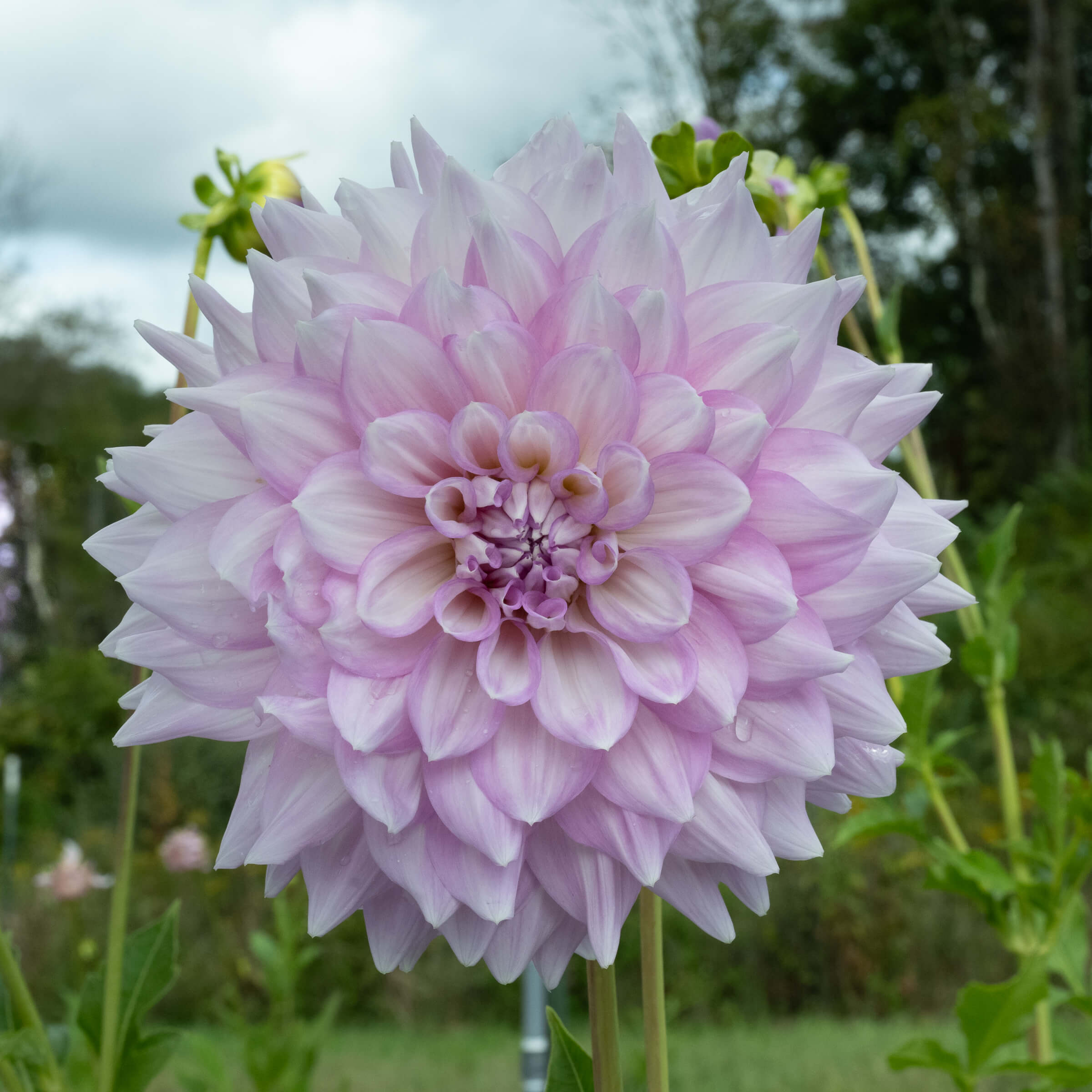 Almand Joy Dahlia – Bear Creek Farm