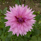 American Dream Dahlia