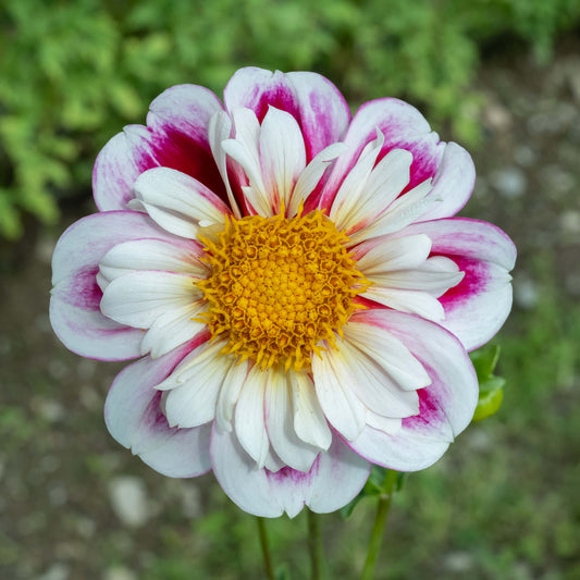 Apopa Beauty Dahlia