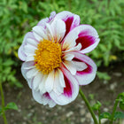 Apopa Beauty Dahlia