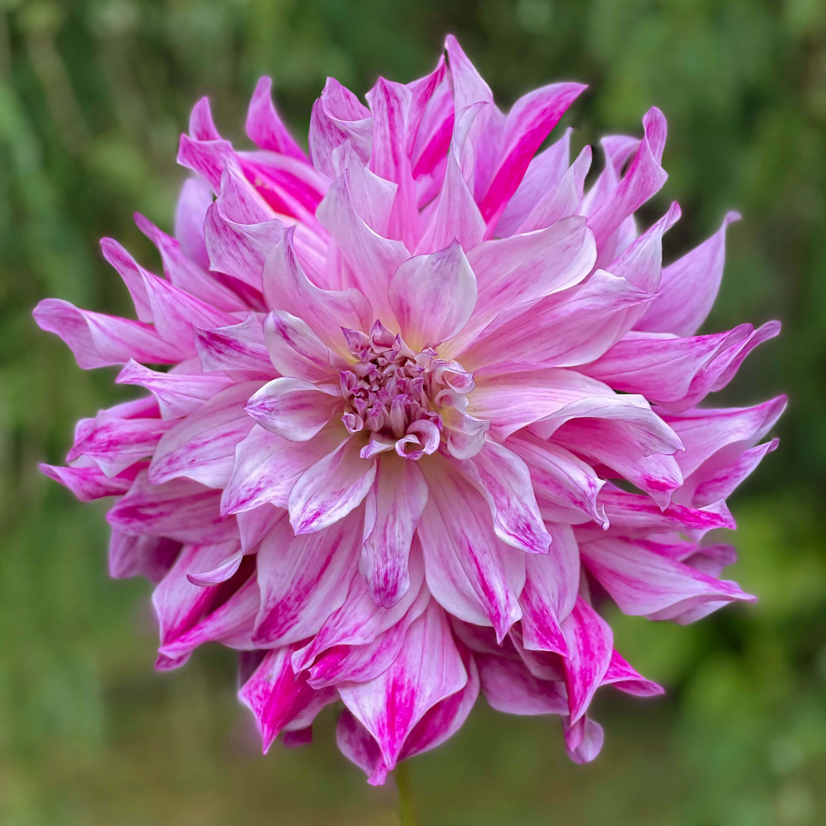 ダリア　ソリド　ベスパ　dalia-solido Bristol Stripe Dahlia – Bear Creek Farm