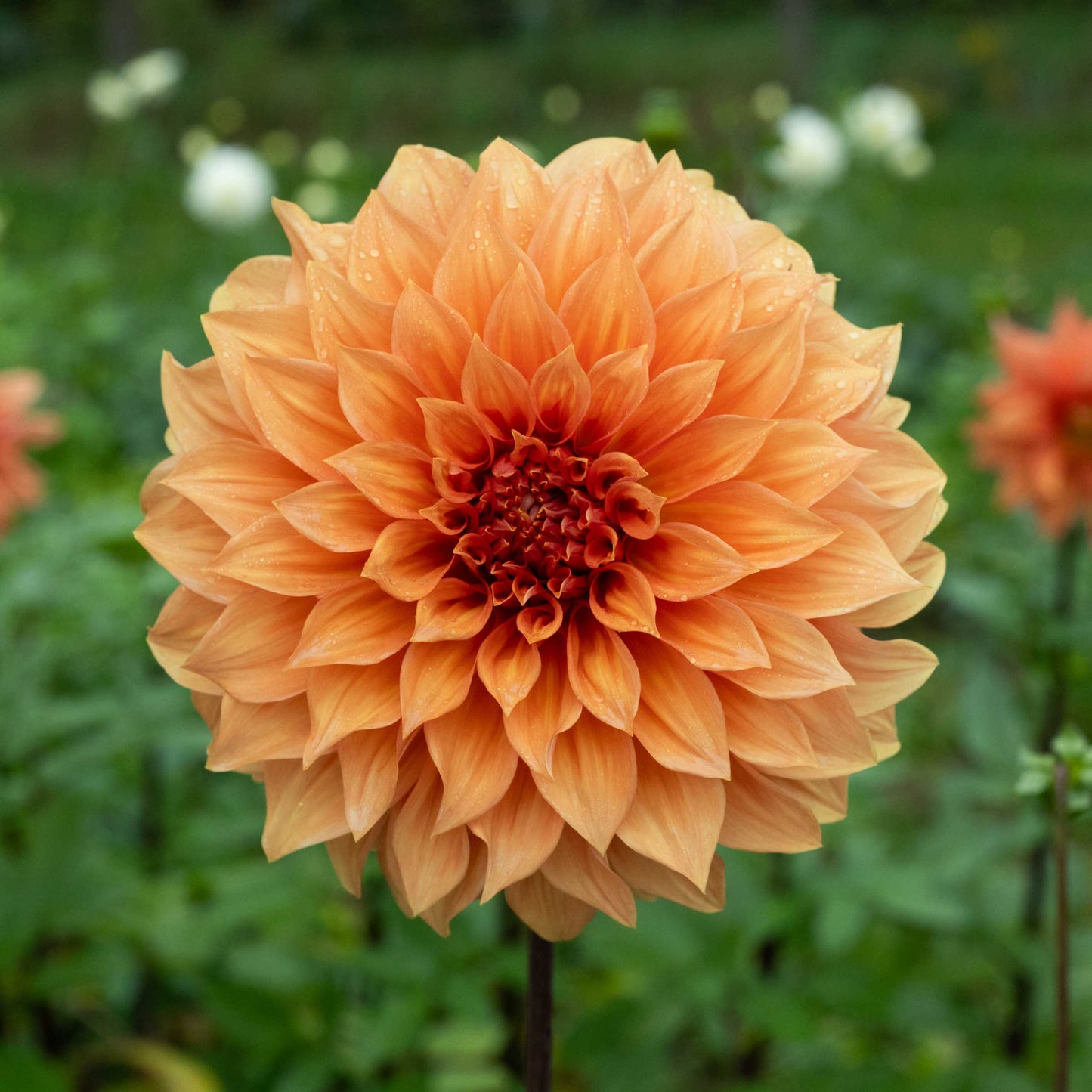 Clyde's Choice Dahlia