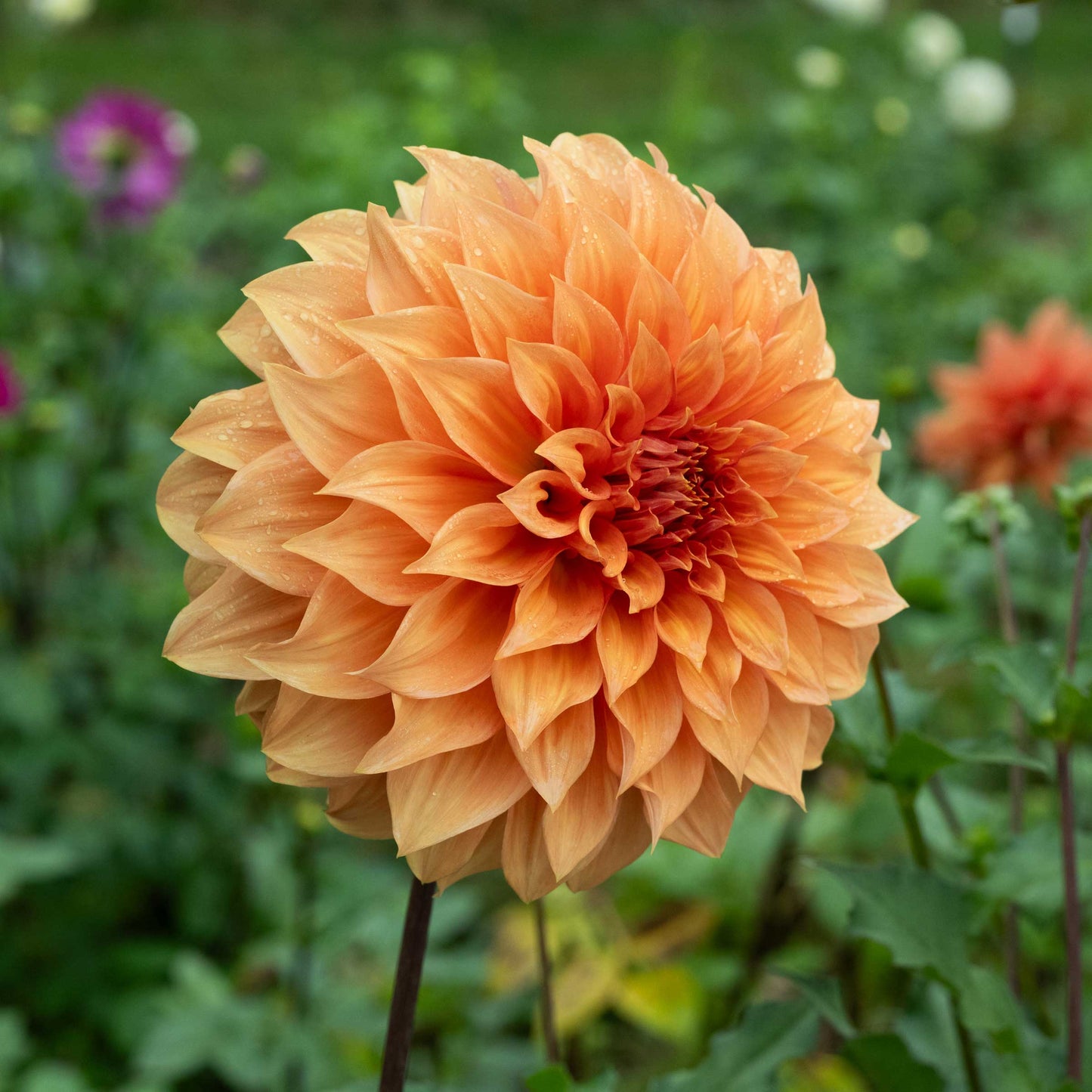 Clyde's Choice Dahlia