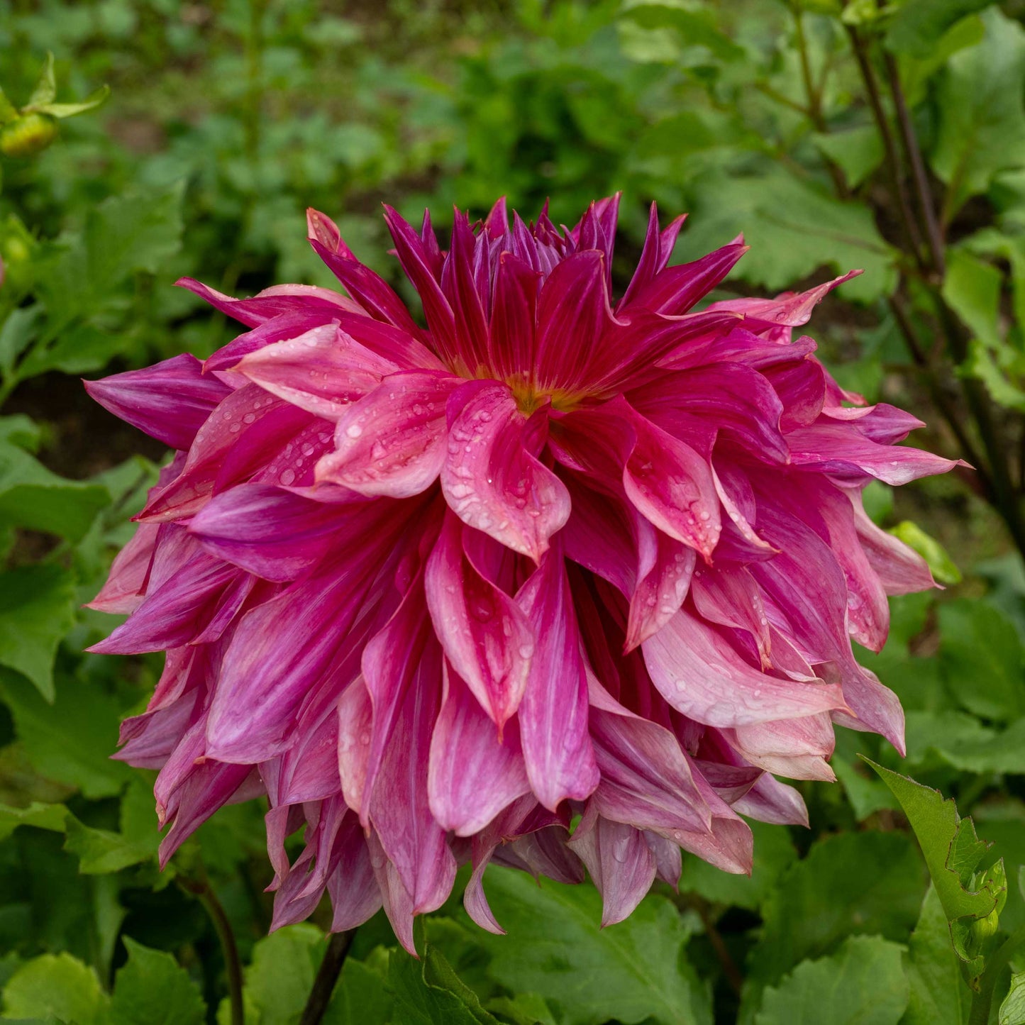 Penhill Dark Monarch Tuber