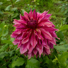 Penhill Dark Monarch Tuber