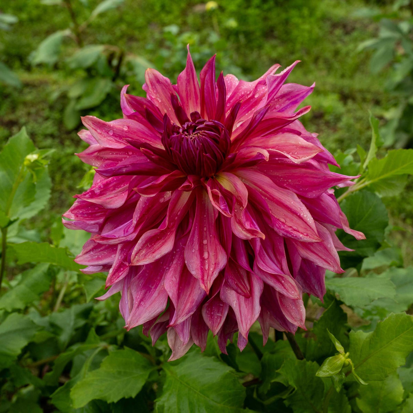 Penhill Dark Monarch Tuber