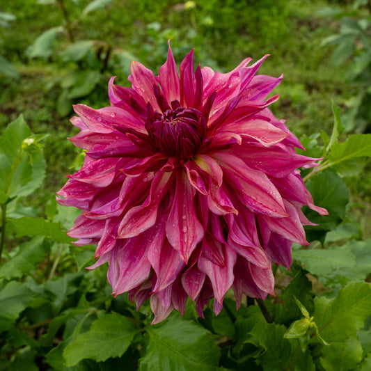 Penhill Dark Monarch Tuber
