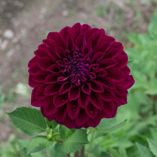 Diva Dahlia