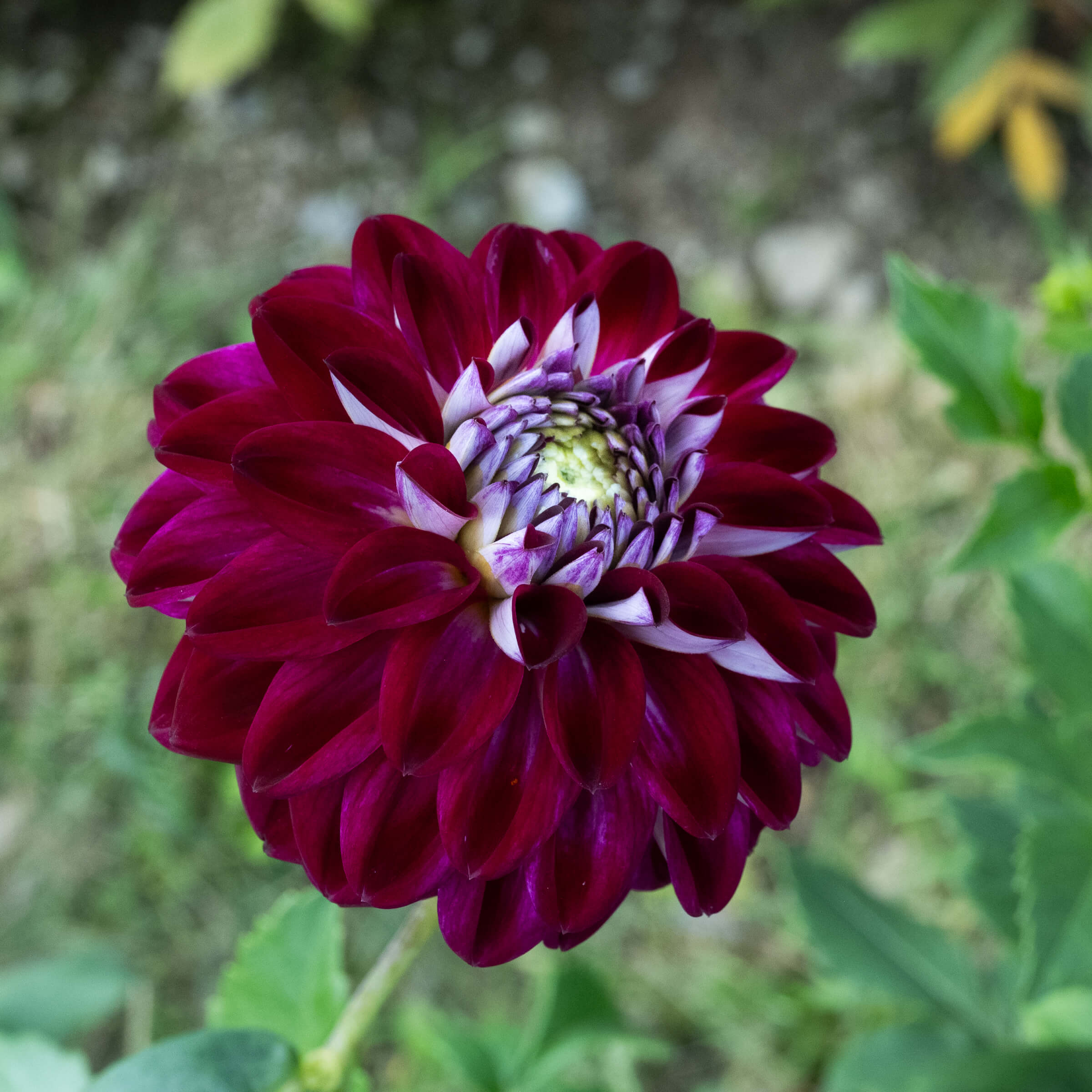 BTSマテルドール用　スメラルドフラワー 【A-2】 Embassy Dahlia – Bear Creek Farm