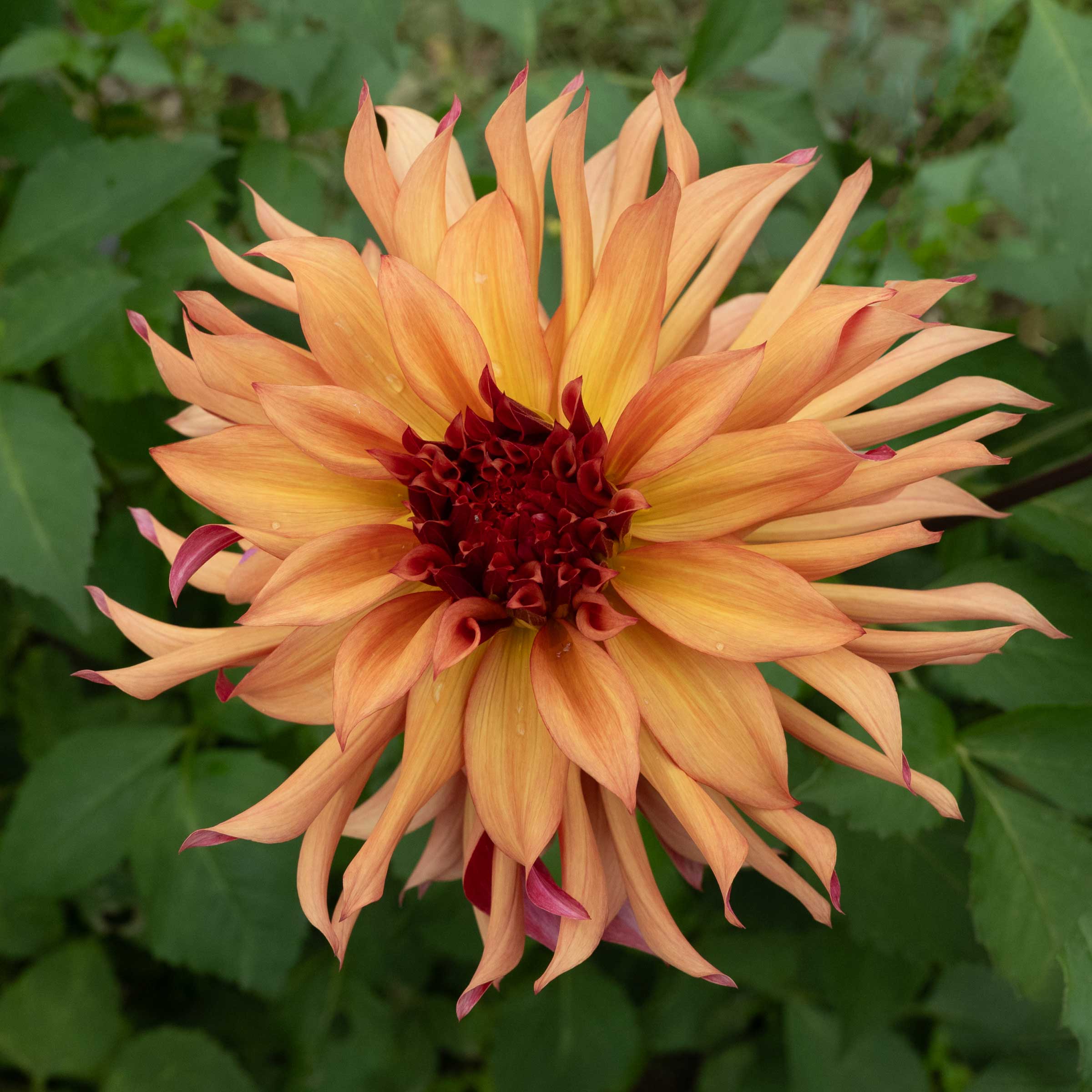  Erpeler Ley Dahlia Bear Creek Farm