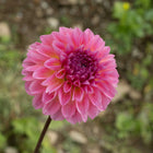 Esli Tuber