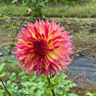 Myrtle's Folly Tuber