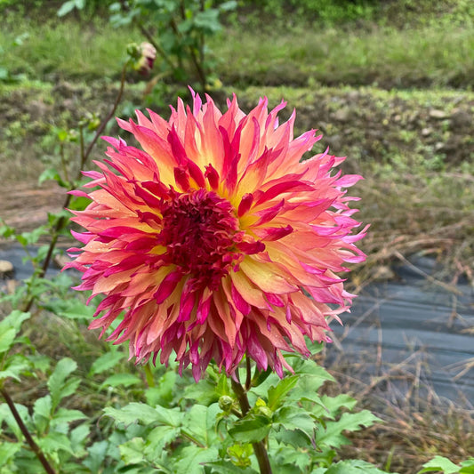 Myrtle's Folly Tuber