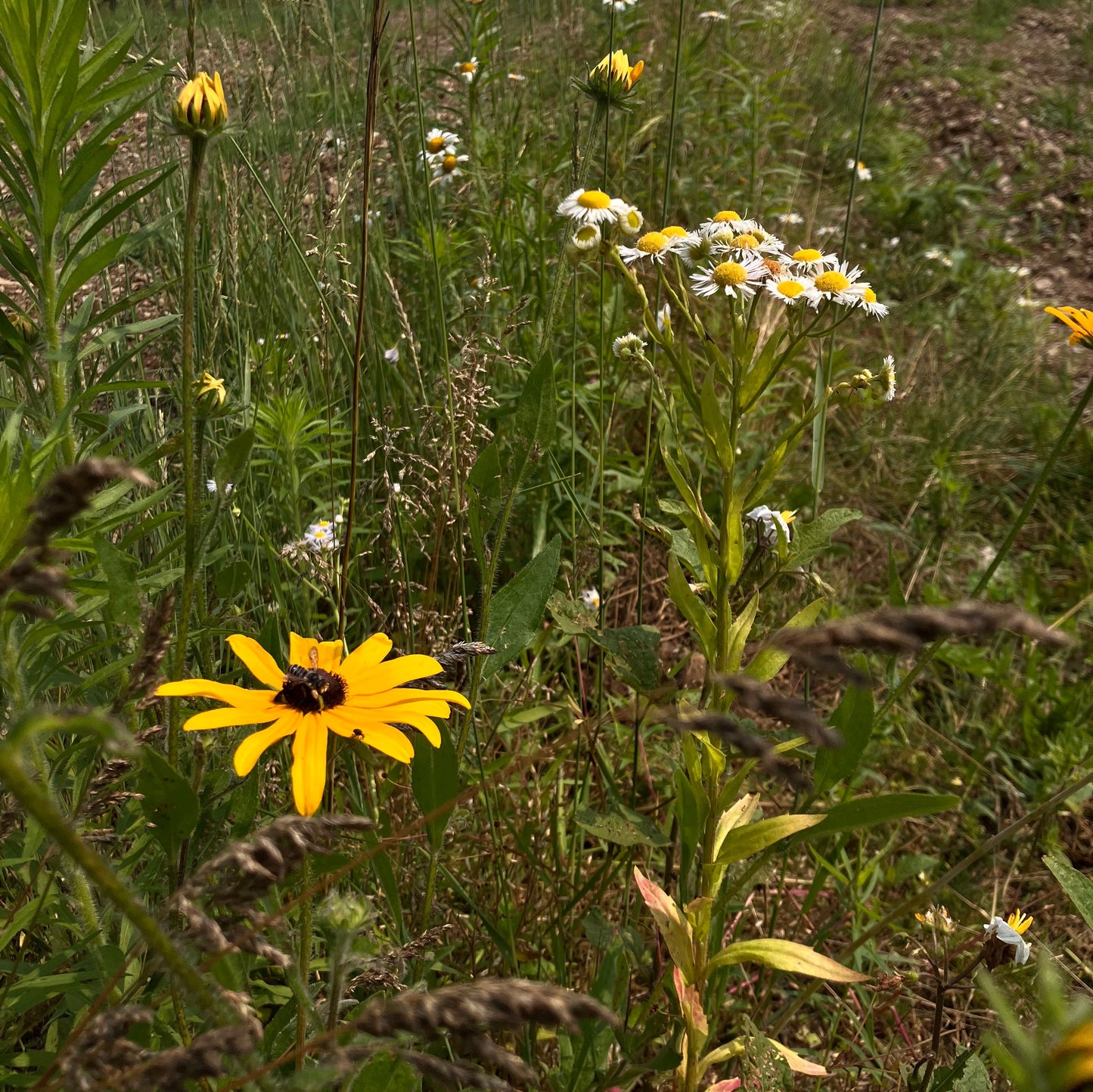 Foraging and Flower Drying Workshops