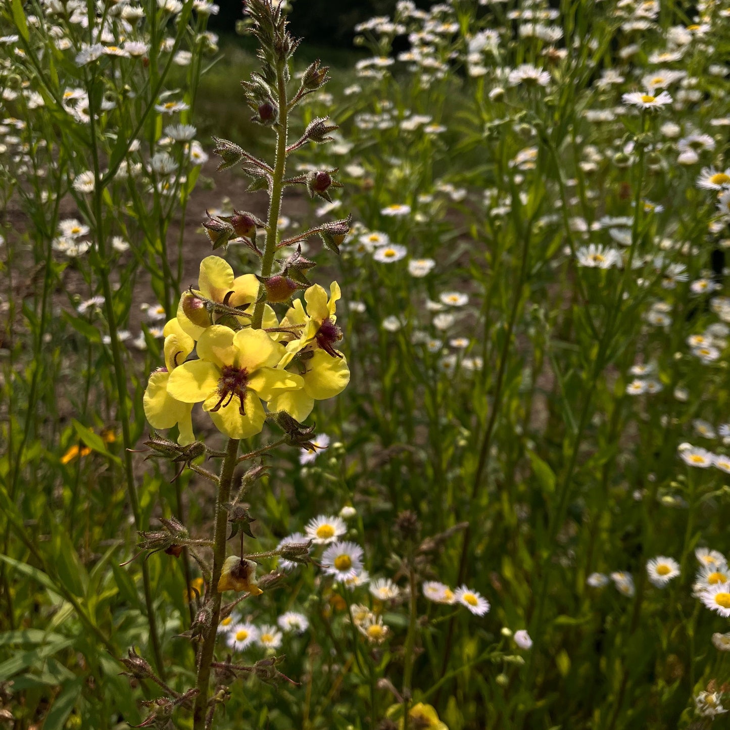 Foraging and Flower Drying Workshops