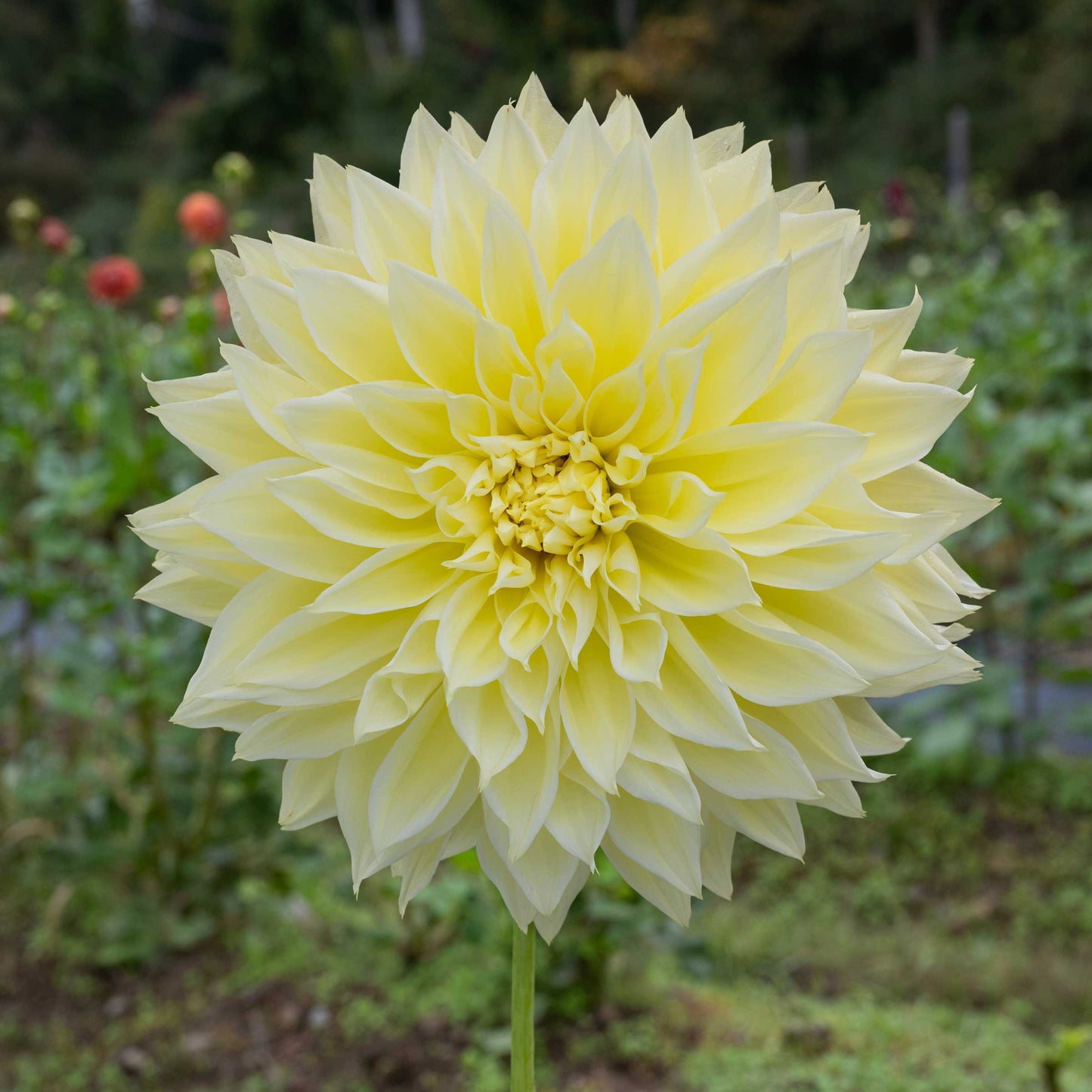 Kelvin Floodlight Tuber