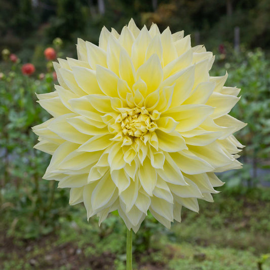 Kelvin Floodlight Tuber